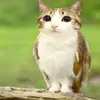 forvr.meowl