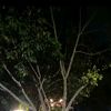 x.v_mangga
