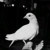 bloom_skhy23