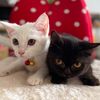 simplepaperartandcat