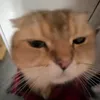 hoahongdo_18