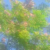 duy.gliang.xiam