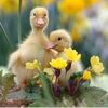 shahla5442
