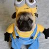 lndieel