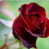 aysel.ouz5