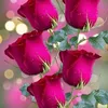 hafsa.ell7