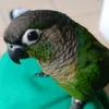 olive.free.palesti