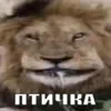 denp138