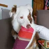 syssie60