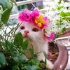 jana...noor1