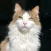 gatomerli