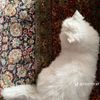 jana.fouda6