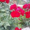 moaed.ali75