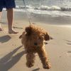 ..chlochloo
