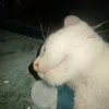 aceeecreator