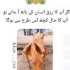 sehr.noor8