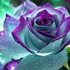 thanh.duy.doan