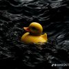 _flory36