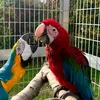 Blue & Zeus 🦜❤️