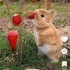 suczka.z.brodom