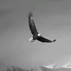 h_2o40
