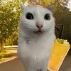 cat.in.a.bottle0