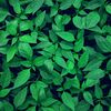 greenupguy55