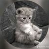 leonel257_j_d5