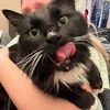 dablooooooontuxcat