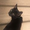 viennathecatv