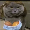 zangv2