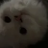 isprlrppr