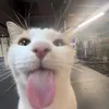 kenpcbucac