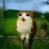 momazos_meowl