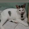 cleo1555