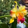 akif__013