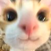 soft_qill