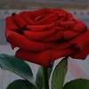 mohammedhosain330