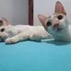 meus_gatinho2