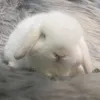 Cục Bột Nhỏ🐰