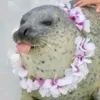 very_silly_seal