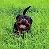 rottweilermilo2022