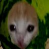 meloncat49