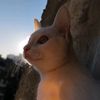 tom_0222_1