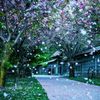 anihana.hana02