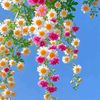 shakilislam176