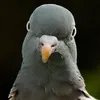 pigeon3202