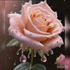 ayesha.shahid330