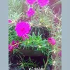 lien.chu93