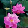 trn.linh5780
